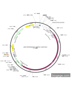 pU6-SOX2(human)-sgRNA1-Cas9-Puro