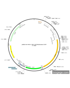 pHBAd-U6-MCS1-CMV-CYP2D6(human)-EGFP