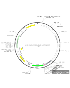 pTol2-ZBactin-AFPIII(Atlantic wolffish)-EGFP