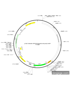 pTol2-ZBactin-AFPIII(Antarctic eel pout)-EGFP