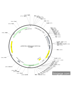 pCMV-BCL11B(human)-3UTR-Neo