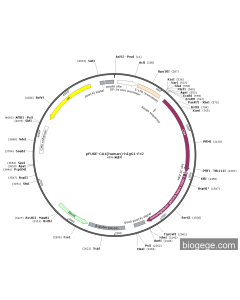 pFUSE-CA4(human)-hIgG1-Fc2