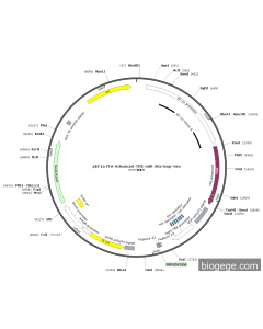 pEF1a-tTA-Advanced-TRE-miR-30a loop-Neo