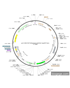 pLV-CMV-ESYT2(human)-circRNA-CopGFP-Puro