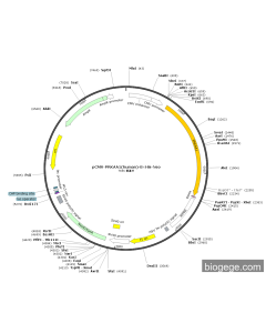 pCMV-PRKAA1(human)-8×His-Neo