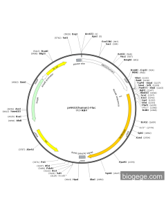 pARG2(human)-Fluc
