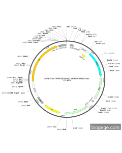 pPGK-Fluc-TRAF5(human)-circRNA-hRluc-Neo