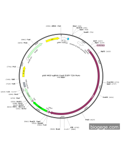 pU6-MCS-sgRNA-Cas9-EGFP-T2A-Puro