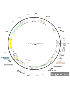 pLV3-CMV-MCS-3×Myc-Neo