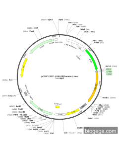 pCMV-EGFP-LGALS8(human)-Neo
