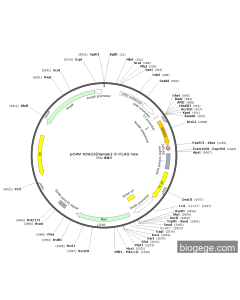 pCMV-H2AZ2(human)-3×FLAG-Neo