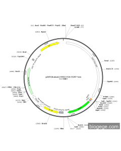 pAFP(human)-PP65-P2A-EGFP-Neo