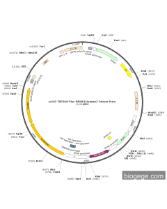 pLV2-TRE3GS-Fluc-RBMS1(human)-TetOne-Puro
