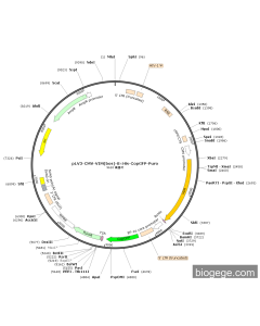 pLV3-CMV-VIM(bos)-8×His-CopGFP-Puro