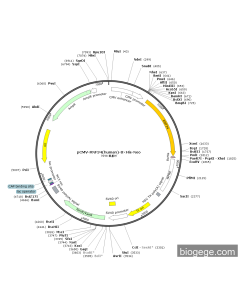 pCMV-RNF34(human)-8×His-Neo