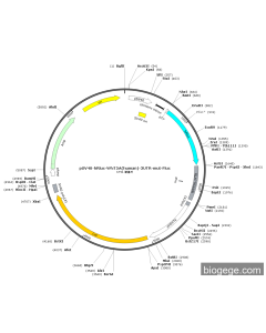 pSV40-hRluc-WNT5A(human)-3UTR-mut-Fluc