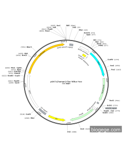 pSAT1(human)-Fluc-hRluc-Neo