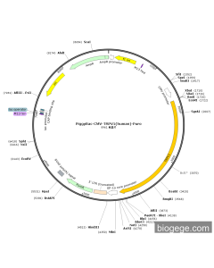 PiggyBac-CMV-TRPV1(human)-Puro
