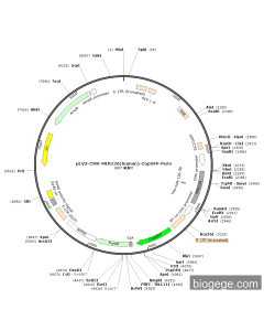 pLV3-CMV-MIR126(human)-CopGFP-Puro