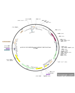 pLV3-H1-2O2-VARS1(human)-shRNA2-TetR-FLAG-Puro