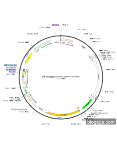 pMucin2(pig)-mCMV-CopGFP-Fluc-Puro