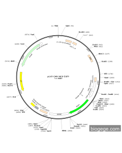 pLV3-CMV-MCS-EGFP