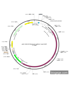 pU6-ONECUT2(human)-sgRNA1-Cas9-EGFP