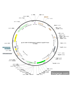 pLV3-CMV-FUT8(human)-circRNA-CopGFP-Puro
