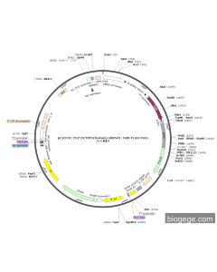 pLV3-H1-2O2-DCTPP1(human)-shRNA1-TetR-FLAG-Puro