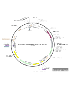 pLV3-H1-2O2-DCTPP1(human)-shRNA2-TetR-FLAG-Puro