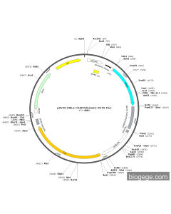 pSV40-hRluc-CASP3(human)-3UTR-Fluc