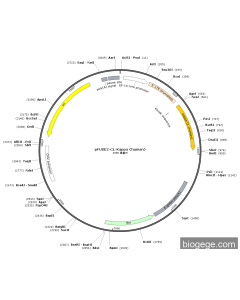 pFUSE2-CL-Kappa(human)