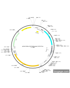 pSV40-hRluc-WNT5A(human)-3UTR-Fluc