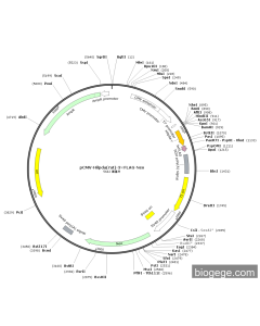 pCMV-Hilpda(rat)-3×FLAG-Neo