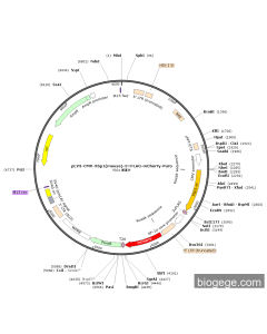 pLV3-CMV-Xbp1(mouse)-3×FLAG-mCherry-Puro