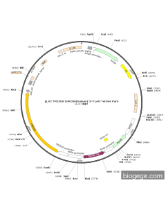pLV2-TRE3GS-LRRC8A(human)-3×FLAG-TetOne-Puro