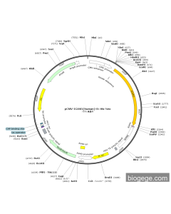 pCMV-ICAM1(human)-8×His-Neo