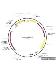 pT7-IL2(human)-6×His