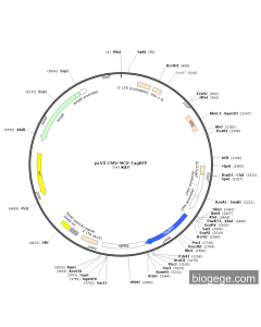 pLV3-CMV-MCS-TagBFP