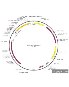 pT7-6×His-PYM1(human)