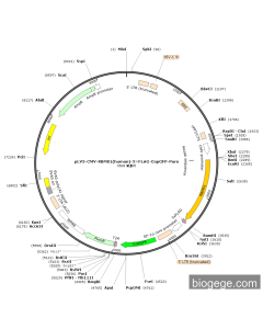 pLV3-CMV-RBMS1(human)-3×FLAG-CopGFP-Puro
