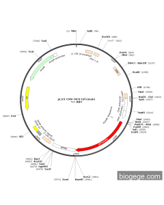 pLV3-CMV-MCS-tdTomato