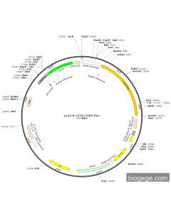 pLV3-8×GTIIC-EGFP-Fluc