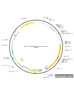 pEF1a-AGTR2(human)-6×His-3×Myc-Neo