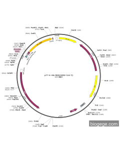 pT7-6×His-RBD(SARS-CoV-2)