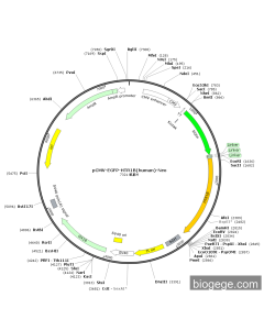 pCMV-EGFP-HTR1B(human)-Neo