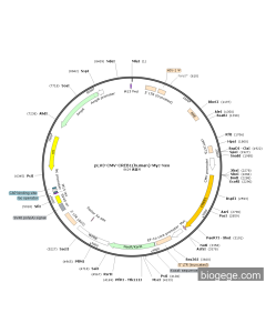 pLV3-CMV-CREB1(human)-Myc-Neo