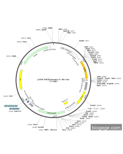 pCMV-RHEB(human)-6×His-Neo