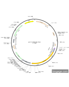 pLV-5×NFKB-Fluc-Puro