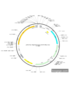 pPGK-Fluc-Mapk10(mouse)-3UTR-hRluc-Neo